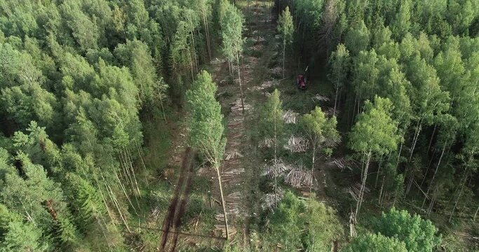 An aerial of a red wood harvester cutting down some trees on a clear-cut area during summertime in Estonia, Northern Europe.	