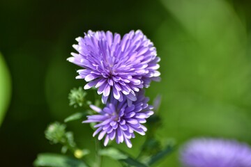 various small flowers are planted, with a bokeh background