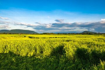 Paddy Field Brighten in the Evening