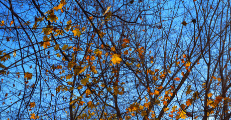 Image of  autumn park close-up.Beautiful multi-colored autumn trees in the city park.
