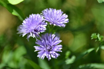 various small flowers are planted, with a bokeh background
