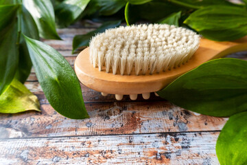 Wooden soft dry massage eco brush for body and green plant  on Wood background. Skin care products. Massage brush with natural bristles for body peeling or anti cellulite