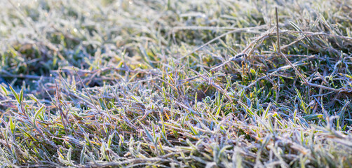 image of snow on the grass late autumn close up