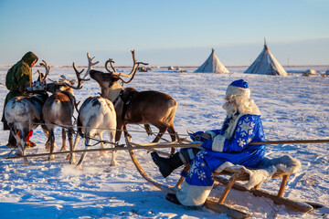  Santa Claus are near his reindeers in harness.