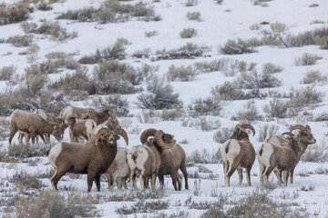 Bighorn Sheep Rutting in Snow in Wyoming
