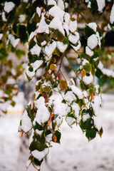 First fresh snow on multicolored autumn leaves