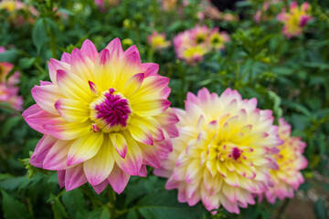 綺麗に咲くダリアの花 夢水蓮