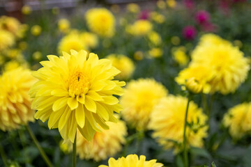 綺麗に咲くダリアの花 黄凛