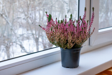 Flowering houseplant on windowsill.Pink heather tiny flowers.