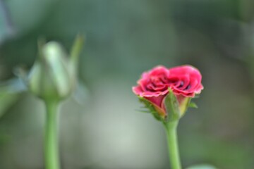 Obraz premium various small flowers are planted, with a bokeh background