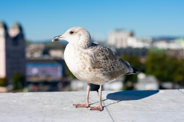 Profile of grey feathered seagull wild bird is walking above blurred cityscape. Sea birds in town
