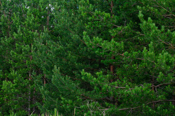 Close up view of lots ob green pine branches with needles in coniferous wood