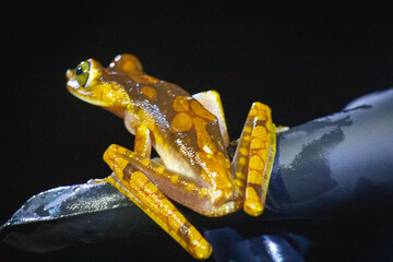 Rana Arbórea Colorida Boana picturata

