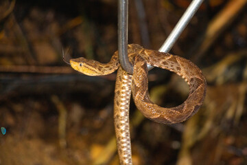 Culebra x, vivora  serpiente Bothrops asper