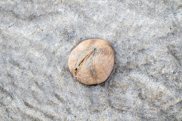 Fototapeta na wymiar Heart urchin or sea urchins on the sand at low tide