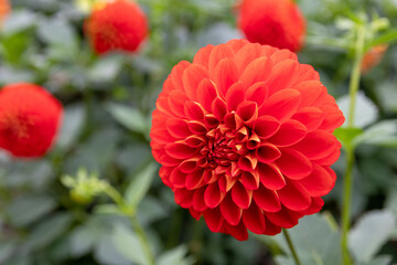 綺麗に咲くダリアの花 レッドバルーン