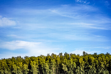 Beautiful pine trees with white clouds on sky background with copy space. wallpaper or banner website