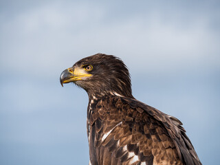 Immature American bald eagle against blue sky