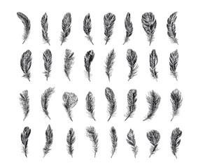 Big set Feathers. Hand drawn sketch style.