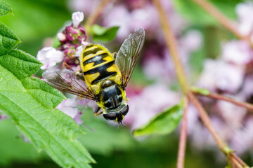 Totenkopfschwebfliege (Myathropa florea)
