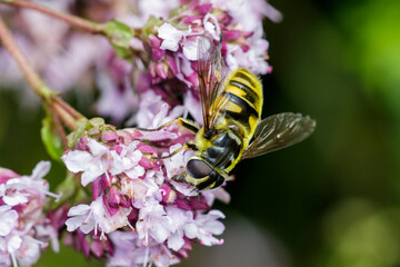 Totenkopfschwebfliege (Myathropa florea)