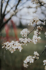 blooming tree