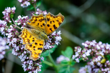 C-Falter (Polygonia c-album)
