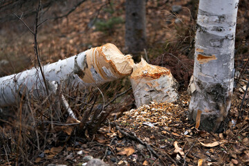 Beaver stock photo. Beaver Cut down birch tree stock photo. Beaver Teeth Marks. Beaver work. Beaver activity stock photo. Tree felled by beaver. Birch Tree cut down by beavers. Tree cut Image. 