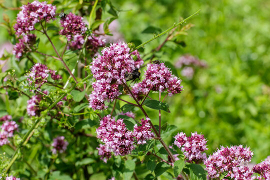 Gemeiner Dost (Origanum vulgare)