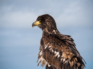 Immature American bald eagle against blue sky