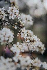 tree blossom