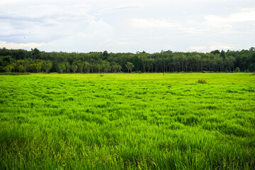 Natural of Green field with white clouds on sky background with copy space.