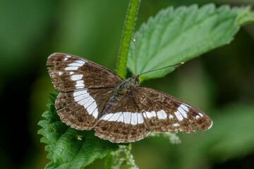 Kleiner Eisvogel (Limenitis camilla)