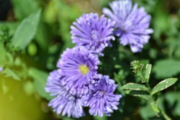 various small flowers are planted, with a bokeh background