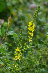 Gemeiner Odermennig (Agrimonia eupatoria)