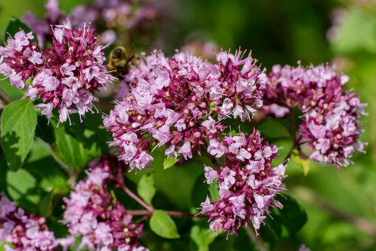 Gemeiner Dost (Origanum vulgare)