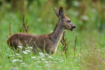 Rehkitz (Capreolus capreolus)