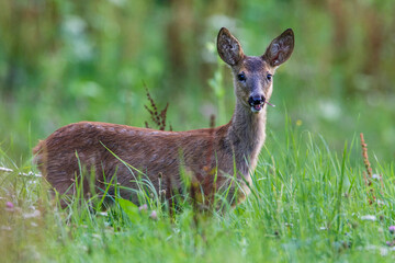 Rehkitz (Capreolus capreolus)