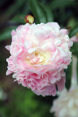 Close up of a pink rose , Derbyshire England