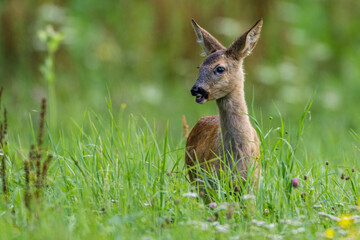 Rehkitz (Capreolus capreolus)