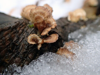 champignon sauvage sur le tronc d'un arbre