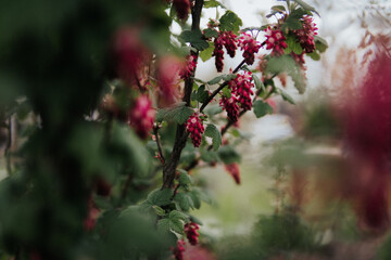 red flower in garden