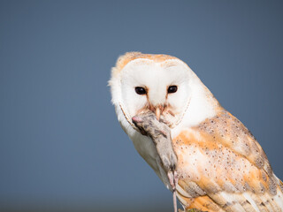 Close up of a barn owl with a mouse