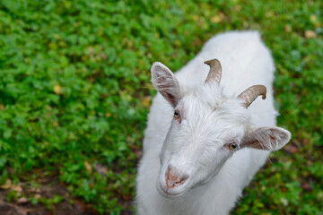 Obraz premium White, beautiful goat kid, looking at the camera. 