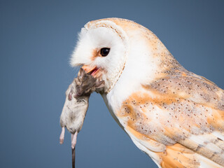 Close up of a barn owl with a mouse