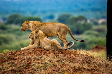 lionesses on grass hill