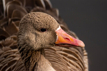 portrait of a goose
