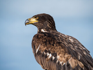 Immature American bald eagle against blue sky