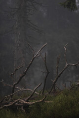 haunted forest, branches, fog
