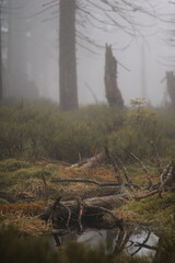 forest, swamp in the fog, woods